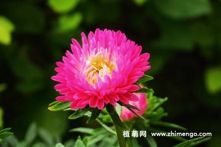 江西蜡花卉图片