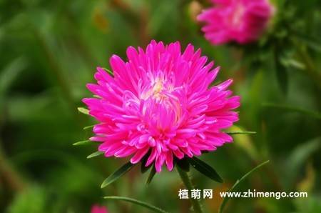 江西蜡花卉图片