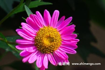 江西蜡花卉图片