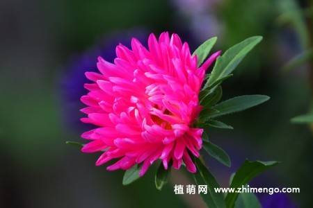 江西蜡花卉图片