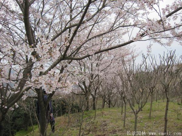 日本樱花哪个品种最好看？