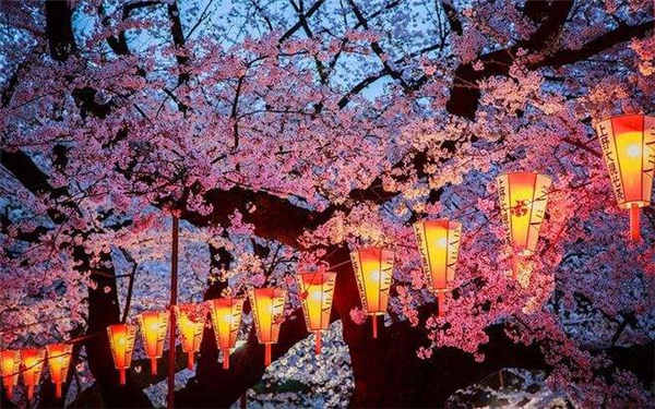 日本樱花什么时候开 花期是几月份