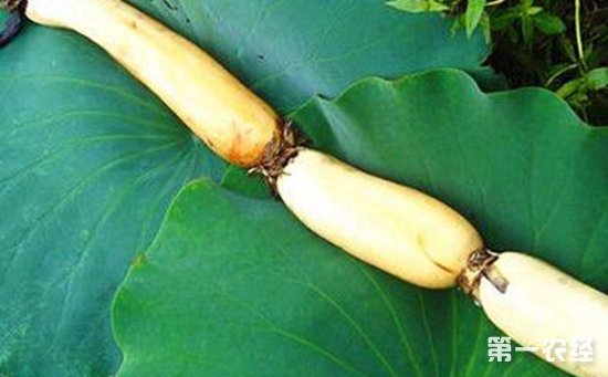3、重施基肥