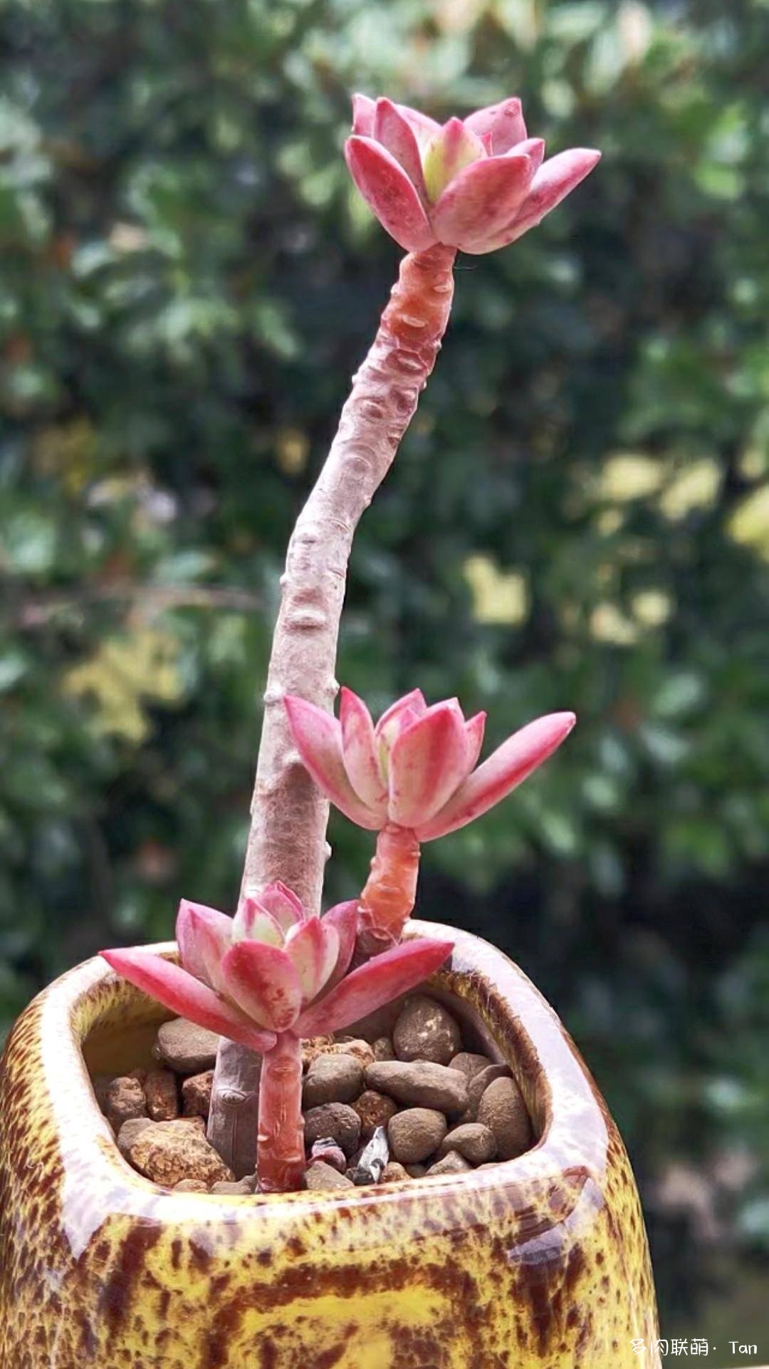 冰火两重天，莫相问，待从头