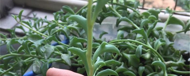 弦月修剪时间