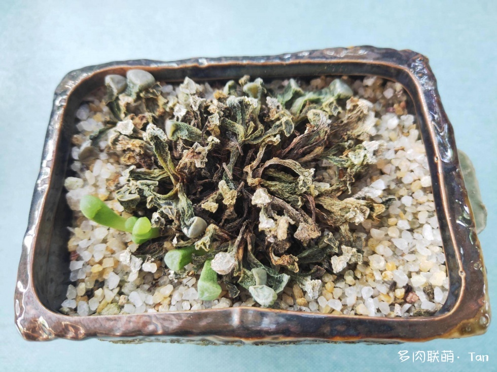 冰火两重天，莫相问，待从头