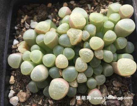 五十铃玉叶子发皱变软怎么办