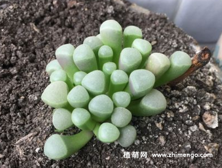 五十铃玉叶子发皱变软怎么办