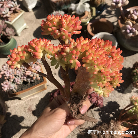八千代好养吗？八千代养殖方法和注意事项