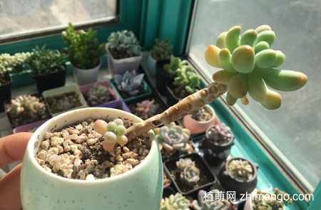 八千代好养吗？八千代养殖方法和注意事项