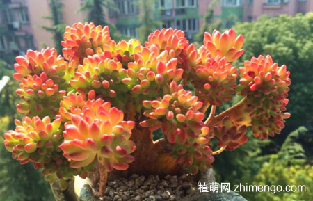 八千代好养吗？八千代养殖方法和注意事项