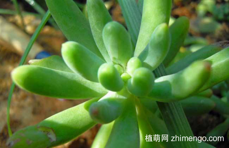 八千代好养吗？八千代养殖方法和注意事项