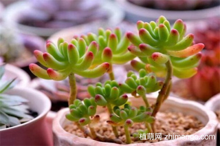 八千代和乙女心怎么辨别区分
