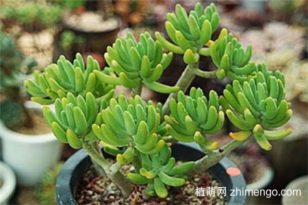 八千代和乙女心怎么辨别区分