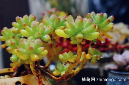 八千代和乙女心怎么辨别区分