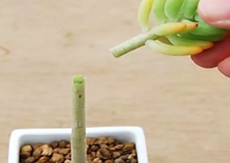 八千代如何去头