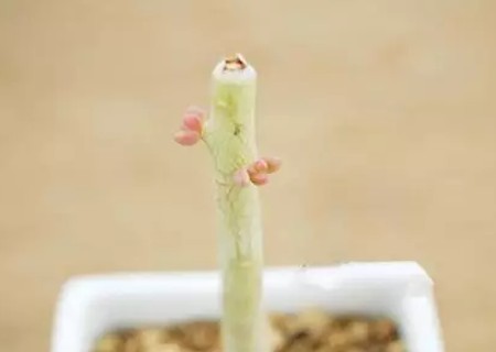 八千代如何去头