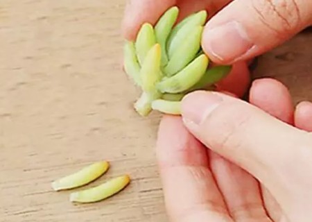 八千代如何去头