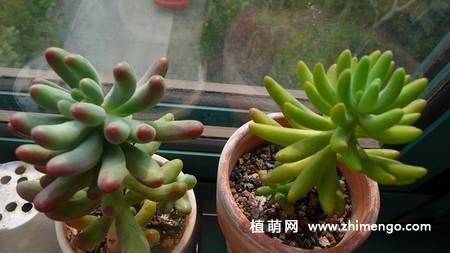 八千代和乙女心多肉的区别,6中辨别方法