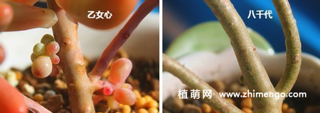 八千代和乙女心多肉的区别,6中辨别方法