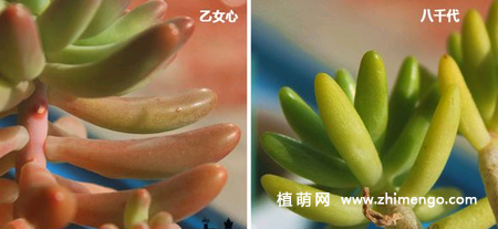 八千代和乙女心多肉的区别,6中辨别方法