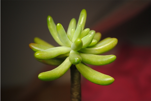 八千代种植方法 和乙女心的区别