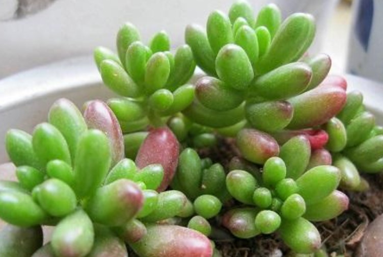 虹之玉有没有毒？养殖虹之玉的作用有哪些？