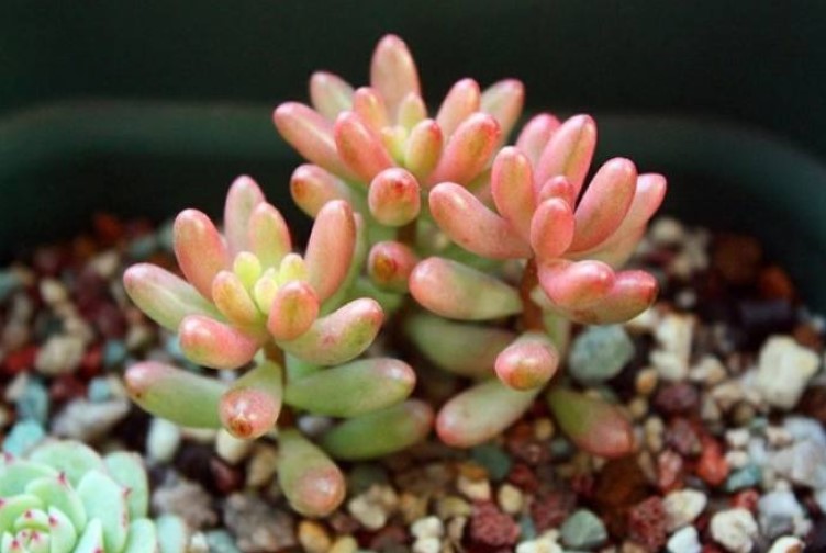 虹之玉有没有毒？养殖虹之玉的作用有哪些？