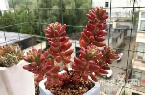 虹之玉锦砍头的4个步骤
