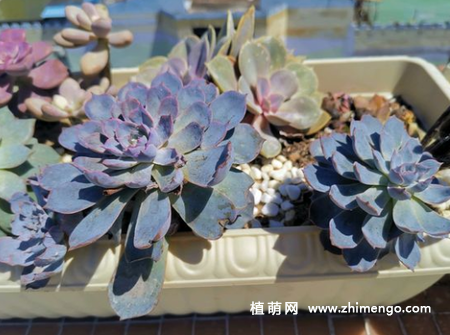 蓝石莲黑腐怎么办，狠心将蓝石莲四个头给砍了