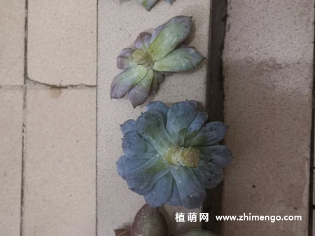 蓝石莲黑腐怎么办，狠心将蓝石莲四个头给砍了