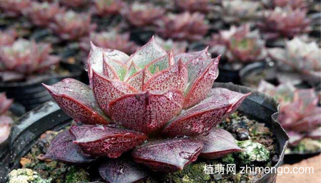 大和锦的养殖方法，大和锦养护技巧