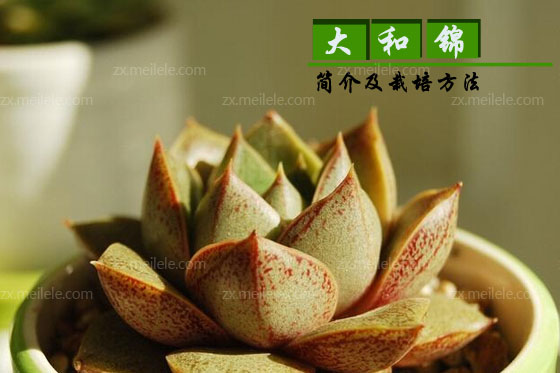 多肉植物大和锦简介_图片_栽培方法