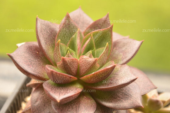 多肉植物大和锦简介_图片_栽培方法