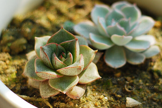 多肉植物大和锦简介_图片_栽培方法