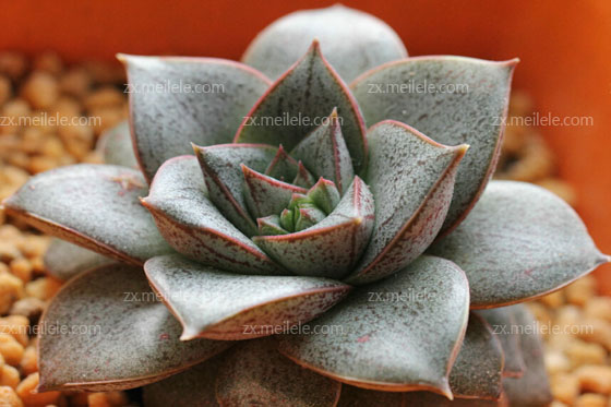 多肉植物大和锦简介_图片_栽培方法