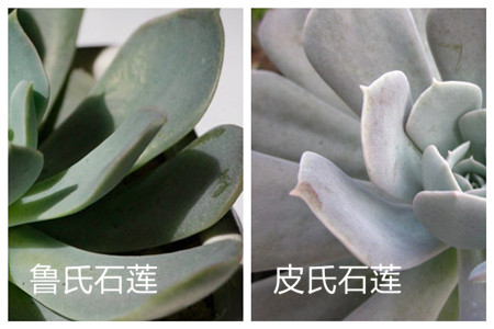鲁氏石莲和皮氏石莲的区别