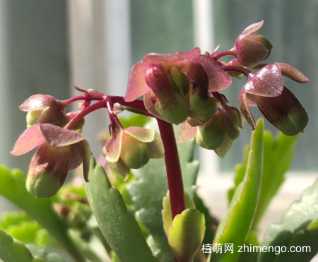 宫灯长寿花怎么修剪，既要修剪，也不要忽略光