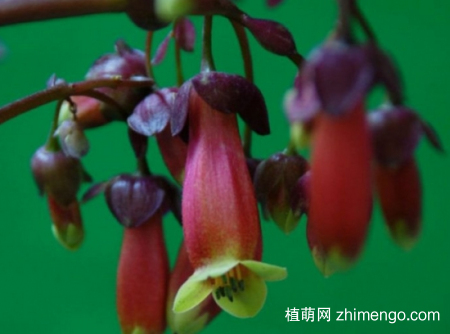 宫灯长寿花怎样度夏