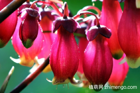 宫灯长寿花怎样度夏