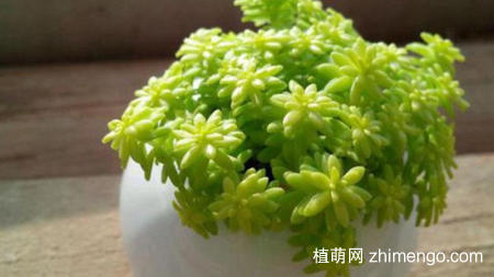 黄金万年草叶子蔫怎么办，还能挽救吗