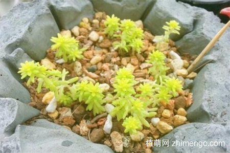 黄金万年草叶子蔫怎么办，还能挽救吗