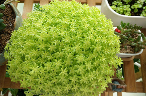 黄金万年草枯萎是怎么回事 黄金万年草枯萎怎么办(图)