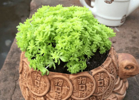 黄金万年草图片大全！黄金万年草高清图片！