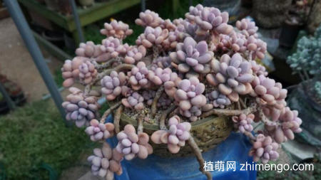桃之卵怎么养，桃之卵养殖方法和注意事项