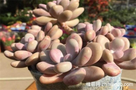桃之卵怎么养，桃之卵养殖方法和注意事项