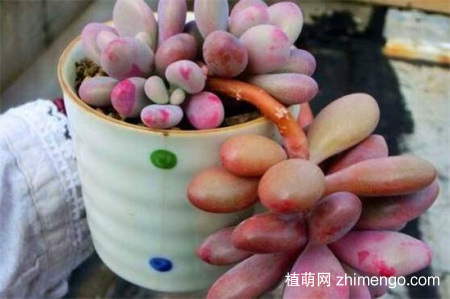 桃之卵怎么养，桃之卵养殖方法和注意事项