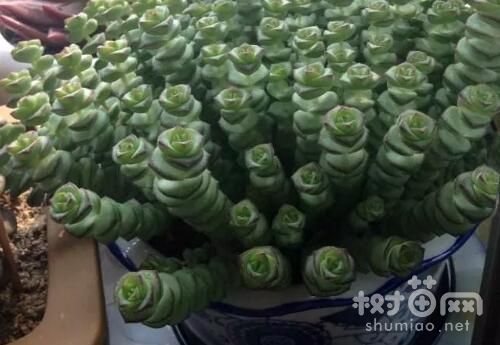 钱串怎么爆盆，砍头扦插是钱串爆盆的最好方法