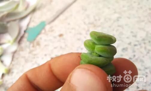 钱串夏天可以砍头吗，钱串砍头怎么扦插繁殖(4个步骤)