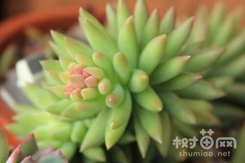 千佛手如何养才能开花？